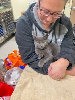 Rescue Domestic Short Hair Cats for Adoption in Meriden, Connecticut - JP | PetCurious