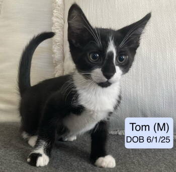 Rescue Domestic Short Hair Cats for Adoption in Vacaville, California - Tom | PetCurious