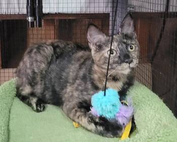Rescue Tortoiseshell Cats for Adoption in Boulder Creek, California - Carmen | PetCurious