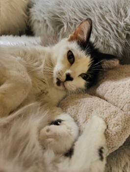 Rescue Domestic Long Hair Cats for Adoption in Gilbert, Arizona - Minnie | PetCurious