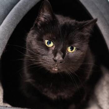 Ozzy -  Domestic Short Hair Cat for Adoption in Brockton, Massachusetts - Ozzy | PetCurious