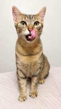 Candy -  Domestic Short Hair Cat for Adoption in Lucas, Texas - Candy | PetCurious