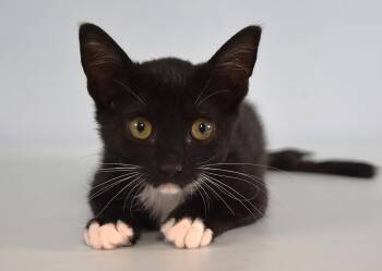 PATCHES -  Domestic Short Hair Cat for Adoption in Loveland, Colorado - PATCHES | PetCurious
