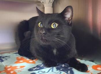 Terry -  Domestic Short Hair Cat for Adoption in Vancouver, Washington - Terry | PetCurious