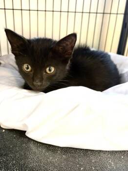 Pepper -  Domestic Short Hair Cat for Adoption in New Orleans, Louisiana - Pepper | PetCurious