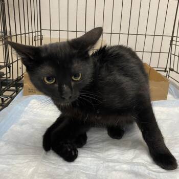 WAGS-Stray-22103_2 -  Domestic Short Hair Cat for Adoption in Westminster, California - WAGS-Stray-22103_2 | PetCurious