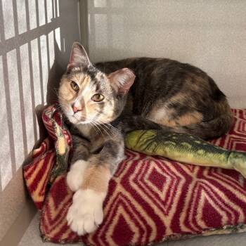 Rescue Domestic Short Hair Cats for Adoption in Davenport, Iowa - Basket O Fruit | PetCurious