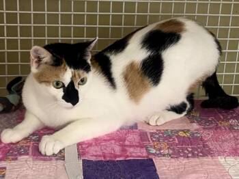 Domestic Short Hair Cats Available for Adoption in Duluth, Georgia - Chardonnay | PetCurious