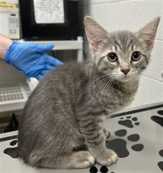 Domestic Short Hair Cats Available for Adoption in Derwood, Maryland - MARS | PetCurious