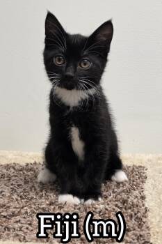 Fiji -  Domestic Short Hair Cat Available for Adoption in Chilliwack, British Columbia - Fiji | PetCurious