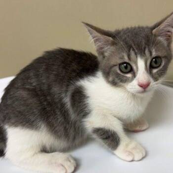 Minou -  Domestic Short Hair Cat for Adoption - Minou | PetCurious