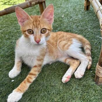 Gigi -  Domestic Short Hair Cat for Adoption in Brampton, Ontario - Gigi | PetCurious