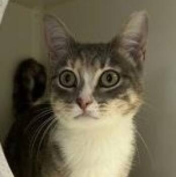 Priscilla -  Domestic Short Hair Cat for Adoption in Bellingham, Washington - Priscilla | PetCurious