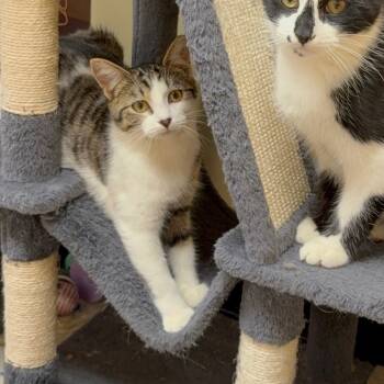 Rescue Domestic Short Hair Cats for Adoption in Aspinwall, Pennsylvania - Luther | PetCurious