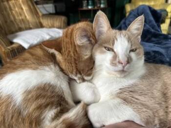 Domestic Short Hair Cats Available for Adoption in Hamilton, Montana - Bart | PetCurious