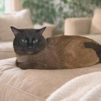 Siamese Cats Available for Adoption in Plainfield, Illinois - Kona | PetCurious