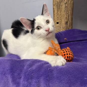 Janey -  Domestic Short Hair Cat for Adoption in Hanover Park, Illinois - Janey | PetCurious
