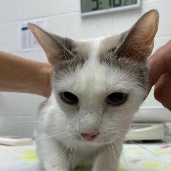 Feline Dion -  Siamese Cat Available for Adoption in Corpus Christi, Texas - Feline Dion | PetCurious
