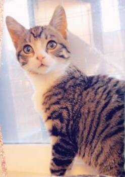 Sweetpea J -  Domestic Short Hair Cat for Adoption in North Highlands, California - Sweetpea J | PetCurious