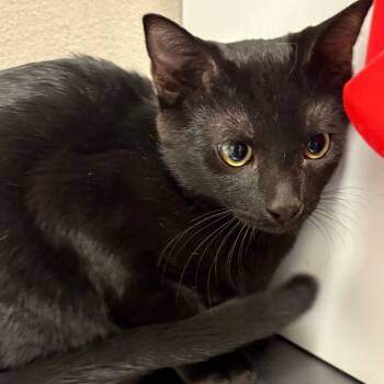 Rescue Domestic Short Hair Cats for Adoption in Yuma, Arizona - Binx | PetCurious