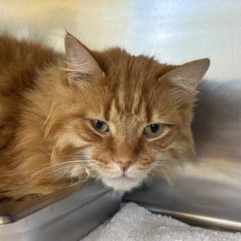Domestic Long Hair Cats Available for Adoption in Richmond, Virginia - Tigger | PetCurious