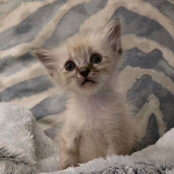 Domestic Long Hair and Siamese Cats Available for Adoption in Cumming, Georgia - Coconut Cream | PetCurious