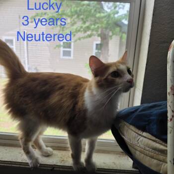 Lucky -  Domestic Short Hair Cat for Adoption in West Plains, Missouri - Lucky | PetCurious