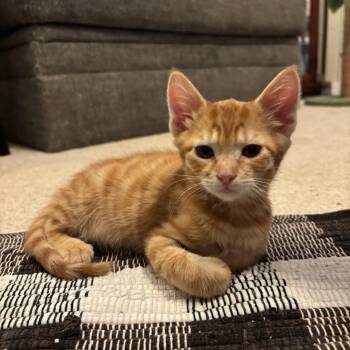 Toulouse -  Domestic Short Hair Cat for Adoption in Williston, Florida - Toulouse | PetCurious