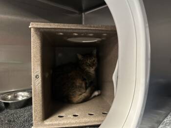 Rescue Domestic Short Hair Cats for Adoption in Raleigh, North Carolina - SPIRIT | PetCurious