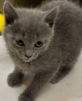 Rescue Domestic Long Hair Cats for Adoption in Elizabethton, Tennessee - CHURRO | PetCurious