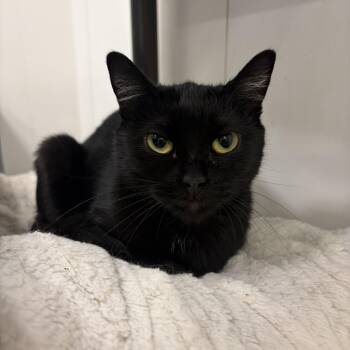 Glitter -  Domestic Short Hair Cat Available for Adoption in Zimmerman, Minnesota - Glitter | PetCurious
