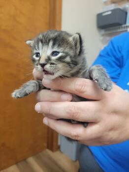 Rigatoni -  Domestic Medium Hair Cat for Adoption in Lorain, Ohio - Rigatoni | PetCurious