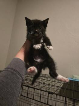 Domestic Short Hair Cats Available for Adoption in Brookings, Oregon - Chris | PetCurious