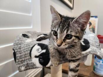 Domestic Short Hair Cats Available for Adoption in Chandler, Arizona - Captain Crunchalot Kellogg | PetCurious