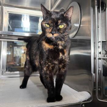 Diva -  Domestic Short Hair Cat for Adoption in Palm Springs, California - Diva | PetCurious