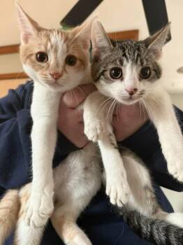 Domestic Short Hair Cats Available for Adoption - Cheez It (org) And Pringle (Brn) | PetCurious