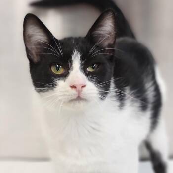 Lorenzo -  Domestic Short Hair Cat for Adoption in Sarasota, Florida - Lorenzo | PetCurious