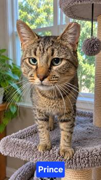 Prince -  Domestic Short Hair Cat for Adoption in Kenhorst, Pennsylvania - Prince | PetCurious