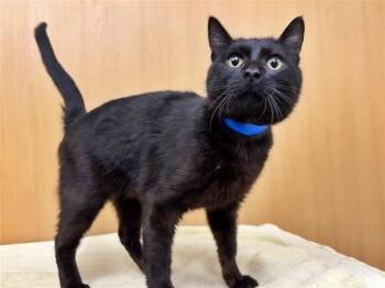 Domestic Short Hair Cats Available for Adoption in Brentwood, Missouri - BRAD | PetCurious