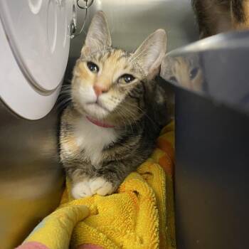 Prudence -  Domestic Short Hair Cat for Adoption in Lakeland, Florida - Prudence | PetCurious
