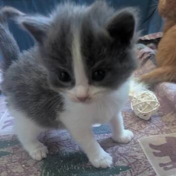 Ash -  Domestic Short Hair Cat for Adoption in Gloucester, Virginia - Ash | PetCurious