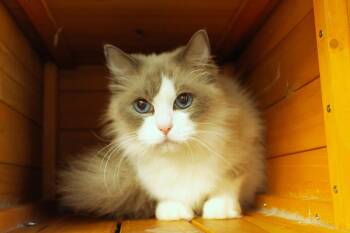 Pony -  Ragdoll Cat for Adoption in Urbana, Ohio - Pony | PetCurious