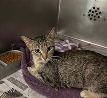 Domestic Short Hair Cats Available for Adoption - Cleo | PetCurious