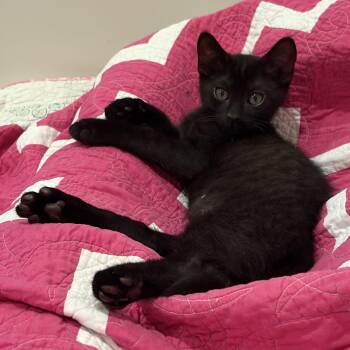 Yankee -  Bombay and Domestic Short Hair Cat for Adoption in UNIVERSITY PA, Maryland - Yankee | PetCurious
