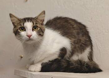 Axel 26/469 -  Domestic Medium Hair Cat for Adoption in Talladega, Alabama - Axel 26/469 | PetCurious
