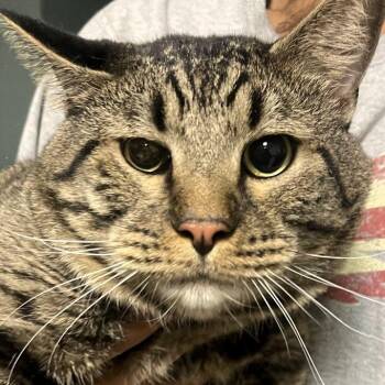 Domestic Short Hair Cats Available for Adoption in Lenexa, Kansas - Barry | PetCurious