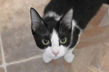 Oreo -  Domestic Short Hair Cat Available for Adoption in Saint James City, Florida - Oreo | PetCurious