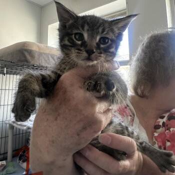 Dill -  Domestic Short Hair Cat for Adoption in Canton, Illinois - Dill | PetCurious