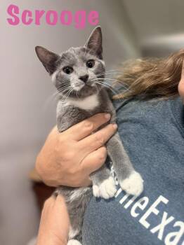 Scrooge -  Domestic Short Hair Cat for Adoption in Ruskin, Florida - Scrooge | PetCurious