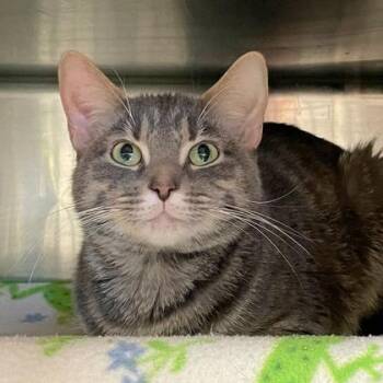 Domestic Short Hair Cats Available for Adoption - Roberta | PetCurious